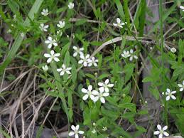 Attēlu rezultāti vaicājumam “Moehringia lateriflora flower”