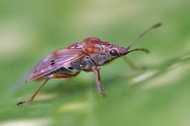 Attēlu rezultāti vaicājumam “Kleidocerys resedae imago”