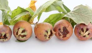 Attēlu rezultāti vaicājumam “Mespilus germanica leaf”