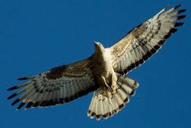 Attēlu rezultāti vaicājumam “Pernis apivorus adult”