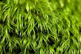 Attēlu rezultāti vaicājumam “Dicranella heteromalla”