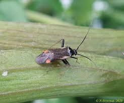 Attēlu rezultāti vaicājumam “Adelphocoris seticornis”