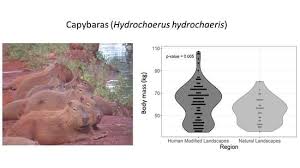 Attēlu rezultāti vaicājumam “Hydrochoerus hydrochaeris”