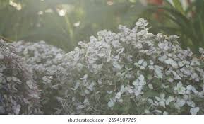 Attēlu rezultāti vaicājumam “Gypsophila paniculata leaf”