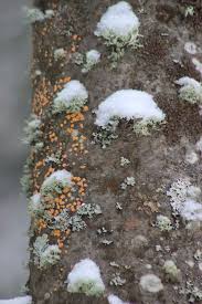 Attēlu rezultāti vaicājumam “Aleurodiscus amorphus”