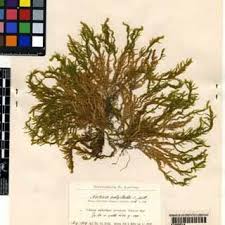 Attēlu rezultāti vaicājumam “Thamnobryum subserratum sporophyte”
