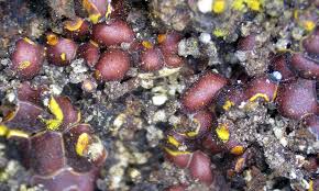 Attēlu rezultāti vaicājumam “Perichaena depressa”