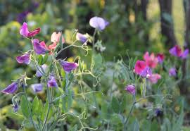 Image result for Lathyrus odoratus