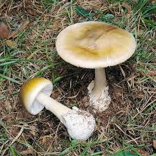 Attēlu rezultāti vaicājumam “Amanita phalloides”