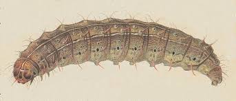 Attēlu rezultāti vaicājumam “Hoplodrina octogenaria”