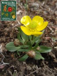 Attēlu rezultāti vaicājumam “Ranunculaceae”