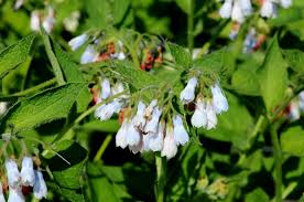 Attēlu rezultāti vaicājumam “Symphytum asperum”