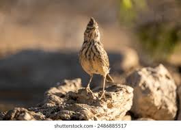 Attēlu rezultāti vaicājumam “Galerida cristata”