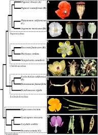 Attēlu rezultāti vaicājumam “Papaveraceae”