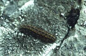 Attēlu rezultāti vaicājumam “Eilema griseola larva”