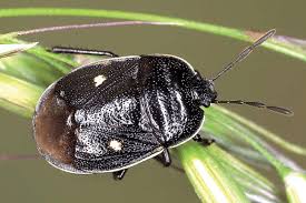 Attēlu rezultāti vaicājumam “Adomerus biguttatus”