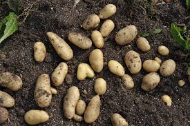 Attēlu rezultāti vaicājumam “Solanum tuberosum”