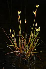 Attēlu rezultāti vaicājumam “Juncus stygius”