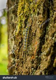 Attēlu rezultāti vaicājumam “Calophasia lunula larva”