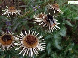 Attēlu rezultāti vaicājumam “Carlina biebersteinii bud”