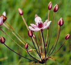 Attēlu rezultāti vaicājumam “Butomus umbellatus flower”