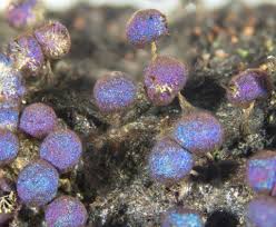 Attēlu rezultāti vaicājumam “Physarum flavicomum macro”