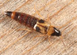 Attēlu rezultāti vaicājumam “Tachyporus sp.”