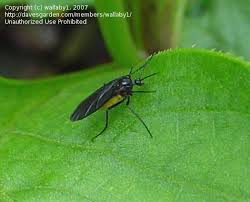 Attēlu rezultāti vaicājumam “Sciara analis”