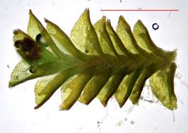 Attēlu rezultāti vaicājumam “Tritomaria exsectiformis cells”