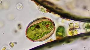 Attēlu rezultāti vaicājumam “Fuligo leviderma spores”