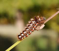 Attēlu rezultāti vaicājumam “Lasiocampa trifolii male”