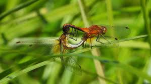 Attēlu rezultāti vaicājumam “Sympetrum flaveolum”