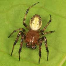 Attēlu rezultāti vaicājumam “Araniella male”