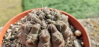 Image result for Gymnocalycium