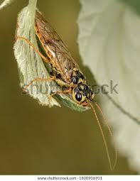 Attēlu rezultāti vaicājumam “Acantholyda posticalis”