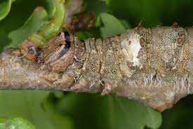 Attēlu rezultāti vaicājumam “Catocala sponsa”