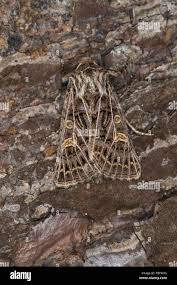 Attēlu rezultāti vaicājumam “Tholera decimalis female”