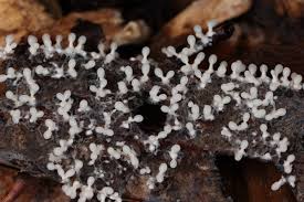 Attēlu rezultāti vaicājumam “Diachea leucopodia”