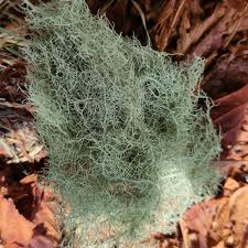 Attēlu rezultāti vaicājumam “Usnea subfloridana”
