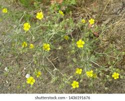 Attēlu rezultāti vaicājumam “Potentilla argentea flower”