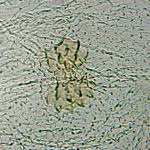 Attēlu rezultāti vaicājumam “Agonopterix hypericella”