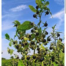 Image result for beladona