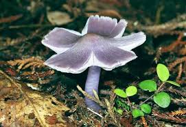 Attēlu rezultāti vaicājumam “Lycogala convexum young”