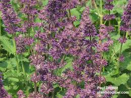 Attēlu rezultāti vaicājumam “Salvia verticillata leaf”