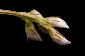 Attēlu rezultāti vaicājumam “Vicia hirsuta fruit”