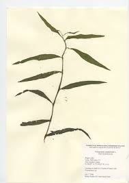 Attēlu rezultāti vaicājumam “Polygonum amphibium leaf”