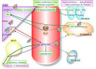 <b>Acido</b>-cétose diabétique