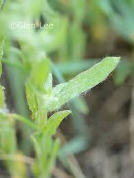 Attēlu rezultāti vaicājumam “Gnaphalium uliginosum leaf”