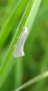 Attēlu rezultāti vaicājumam “Elachista argentella”