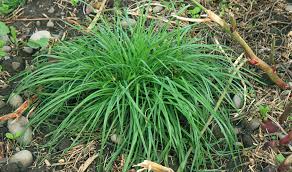 Attēlu rezultāti vaicājumam “Lolium perenne”